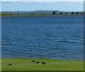 Canada geese at Draycote Water in CV23 9JY