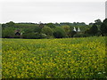 Rape seed field by Waterman's Lane in TN12 6QT