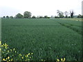 Crop field off New Road in B79 0DT