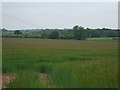 Crop field north of Polesworth in B79 0EH