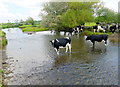 Cattle Crossing the River Axe in EX13 5RG