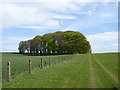 Triangular stand of trees above Lalu Farm, Bredon Hill in GL20 7PH