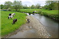 Cattle Crossing the River Axe in EX13 5PX