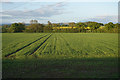 A field of wheat near Grange Farm in YO7 3AA