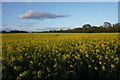 Field of oil seed rape in YO7 2EJ
