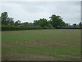 Crop field and hedgerow in CV9 3RG