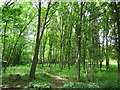 Woodland at Marle Place Gardens in TN12 7HT