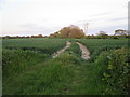 Tracks through crops in Highleigh
