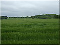 Crop field of Cadeby Lane in CV13 0LW