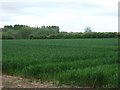 Crop field near Hut Spinney in CV13 0DR