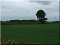 Crop field off Carlton Road in CV13 6FA