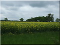 Oilseed rape crop south of Bosworth Road in CV13 0BL
