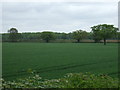 Crop field east of Congerstone in CV13 6NE