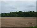 Field towards woodland near Newton Regis in B79 0PL