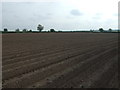 Potato crop, Thorpe Constantine in B79 0LH