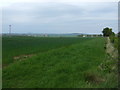 Crop field near Morham Loanhead in EH41 4LH