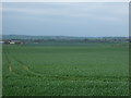 Crop field near Morham Loanhead in East Lothian