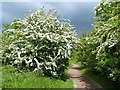 Hawthorn bushes in flower, Howardian Nature Reserve, Cardiff in CF23 9PJ