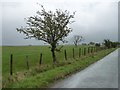 Roadside tree, west of Hazel Gill in CA7 8EF