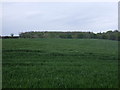 Crop field towards woodland in EH42 1TB