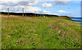 Berwickshire Coastal Path beside the East Coast Mainline in TD15 1FB