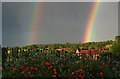 Double rainbow and flowery bank in RG25 2RH