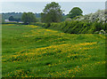 Buttercups next to the Oxford Canal in OX16 1EP