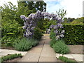 Wisteria arch, Ness Botanic Garden in CH64 4BD