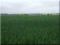 Crop field, Shuttington in B79 0EA