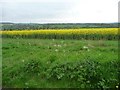 Uncultivated margin of an oil seed rape field in SN8 3ST