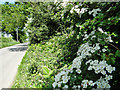 May blossom in the roadside hedgerow in CO7 6XT