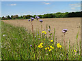 Flowers at the field's edge in IP9 2RB