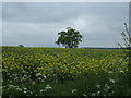 Oilseed rape crop south of Tinsel Lane in CV13 6LL