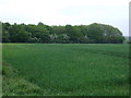 Crop field towards woodland in CV13 0PB