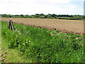 Farmland by Forncett St Peter in NR16 1JA