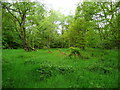 Grassy glade in Jagger Park Wood, North Bierley in BD6 2TB