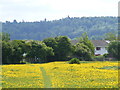 Footpath defined by buttercups in HP23 4DN