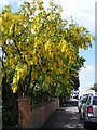 Laburnum in Longfield Road in HP23 4DN