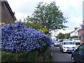 Ceanothus in Longfield Road, Tring in HP23 4DN