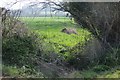 Field off Underhill Lane in TA3 5BG