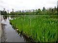 Southern Wildlife Pond, Springburn Park in G21 3NS