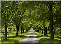 The tree lined avenue to Rode Hall in Odd Rode