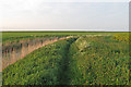 Footpath through Falkenham Marshes in Falkenham