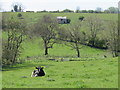 Friesian cow in pastures above Lamb Beck in CA11 0AN