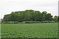 Looking to a wood over arable land, near Lower House Farm, Higham Marsh in CO7 6LE