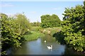 Swans on the Evenlode in OX7 6AP
