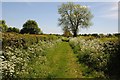 Bridleway to Risbury in Ford and Stoke Prior