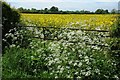 Cow parsley and oil seed rape in Ford and Stoke Prior