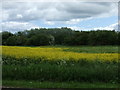 Oilseed rape crop and woodland in DH5 8NJ