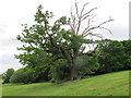 Hollow oak, Coopers Hill Slopes in TW20 0JY